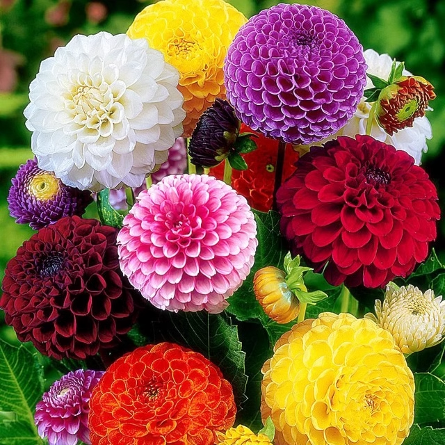 🌸 Pompom Dahlia Seeds – Perfectly Round, Stunning Blooms! 🌸