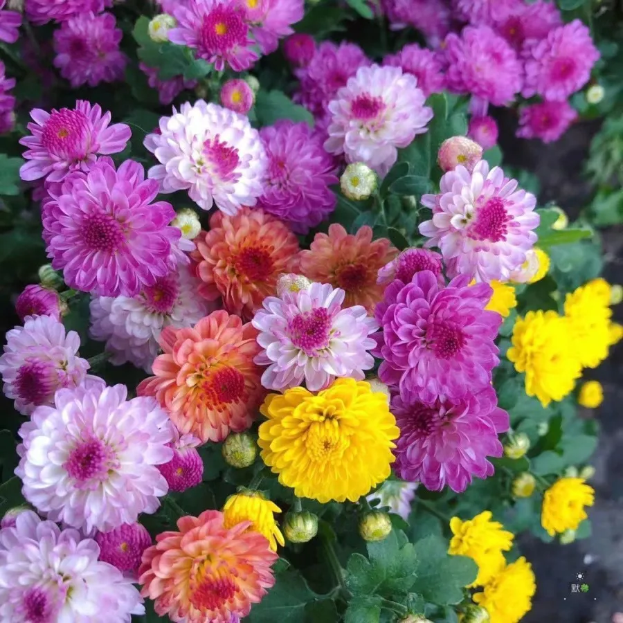 Pyrethrum Seeds – Natural Pest Defense!