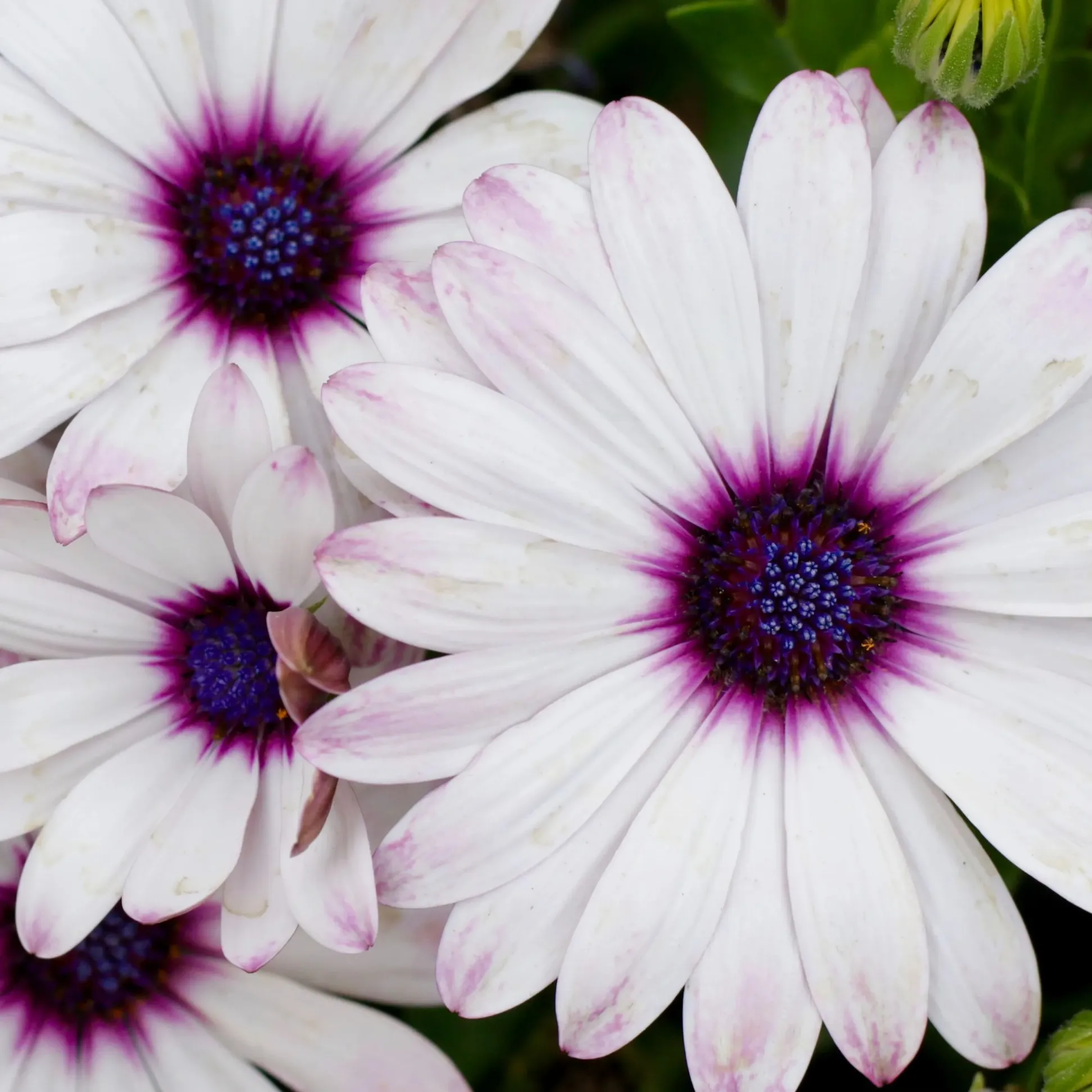 Pyrethrum Seeds – Natural Pest Defense!