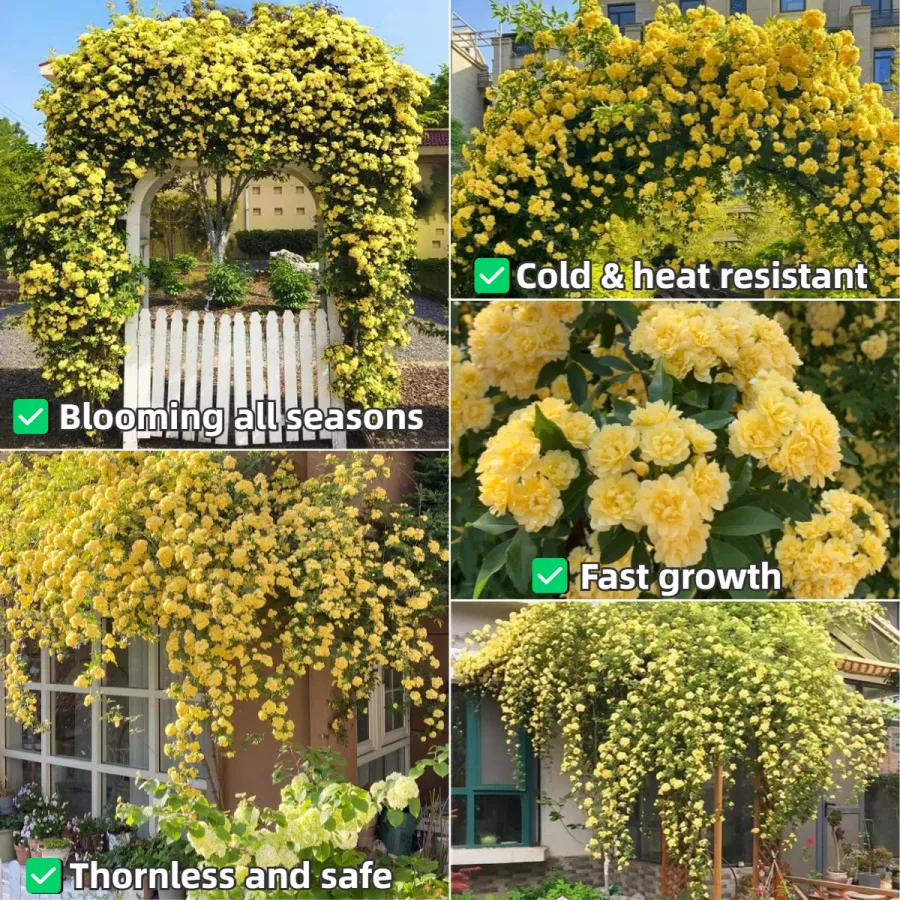 ✨Draping Silk Jasmine Seeds -- Queen of Shade Tolerant Flowers