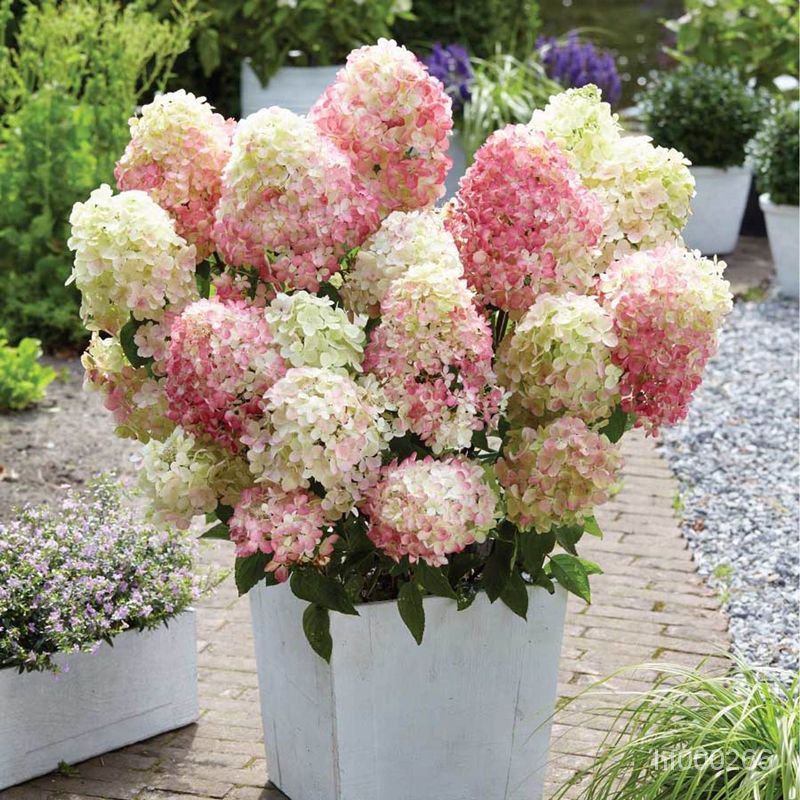 Panicle Hydrangea Flowers Seeds