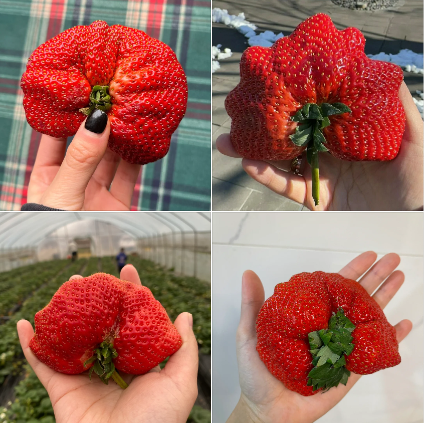 🍓Cream Giant Strawberry Seeds -- Various shapes & Natural juices🥤