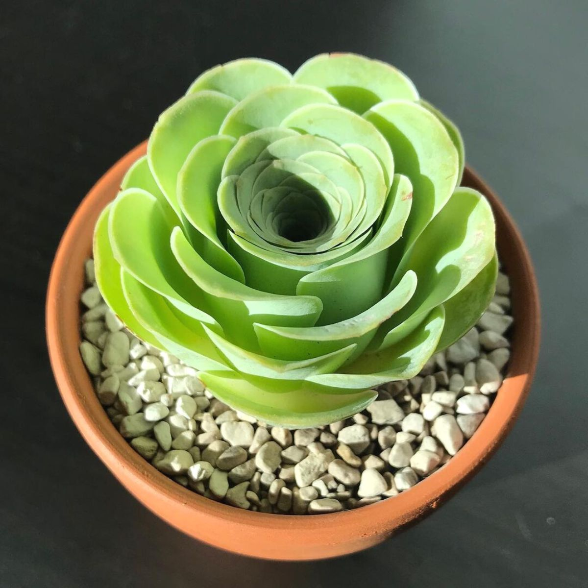 🌿 Mountain Succulent Rose Seeds – Rare Beauty for Your Garden! 🌿