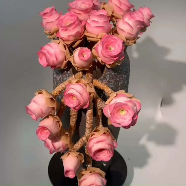 🌿 Mountain Succulent Rose Seeds – Rare Beauty for Your Garden! 🌿