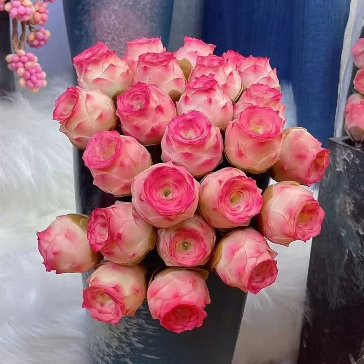 🌿 Mountain Succulent Rose Seeds – Rare Beauty for Your Garden! 🌿