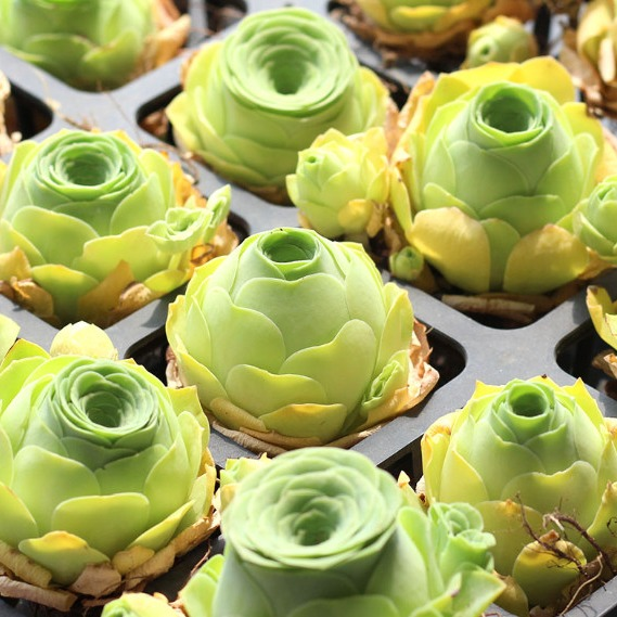 🌿 Mountain Succulent Rose Seeds – Rare Beauty for Your Garden! 🌿