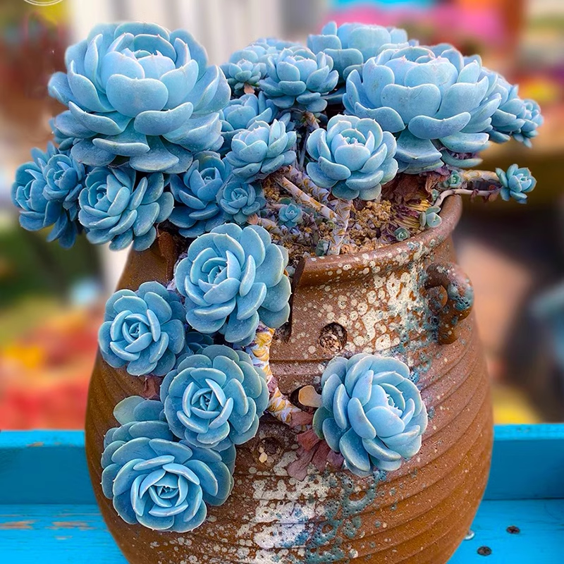 🌿 Mountain Succulent Rose Seeds – Rare Beauty for Your Garden! 🌿