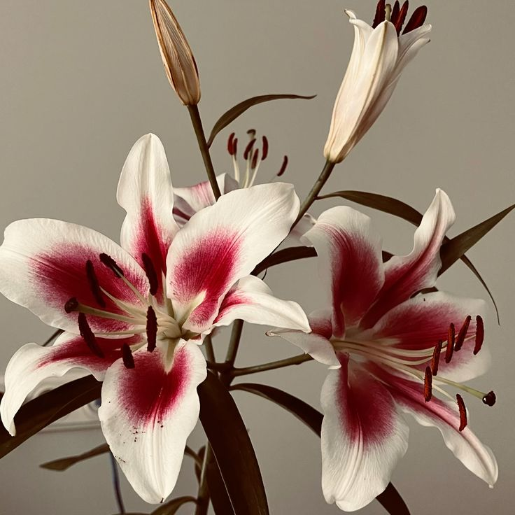 🌿 Forever Susan Lily Bulbs – Create a Stunning Garden! 🌸