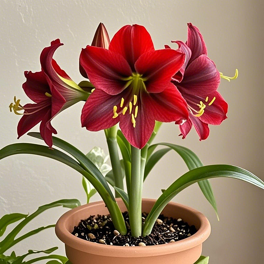 Amaryllis Bulbs – Bold Blooms, Effortless Beauty!