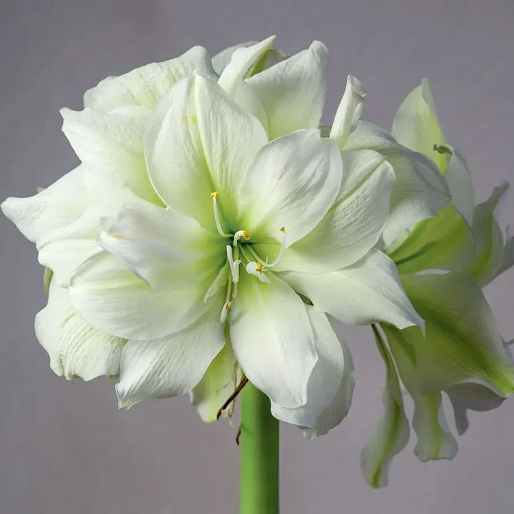 Amaryllis Bulbs – Bold Blooms, Effortless Beauty!