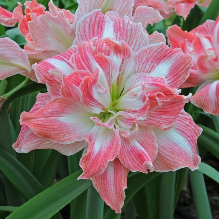 Amaryllis Bulbs – Bold Blooms, Effortless Beauty!