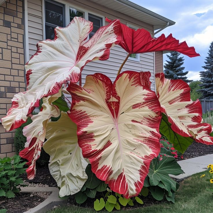 Rare Giant Multi-Color Caladium Bulbs