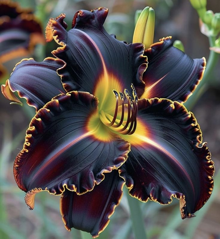 🌸Vibrant colorful lily bulbs – Luxurious Blooms in Unforgettable Shades 🌸