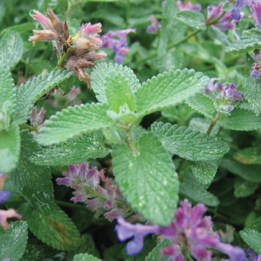 Catmint Seeds – Fragrant, Pet-Friendly, and Deer-Resistant Beauty! 🌿💜