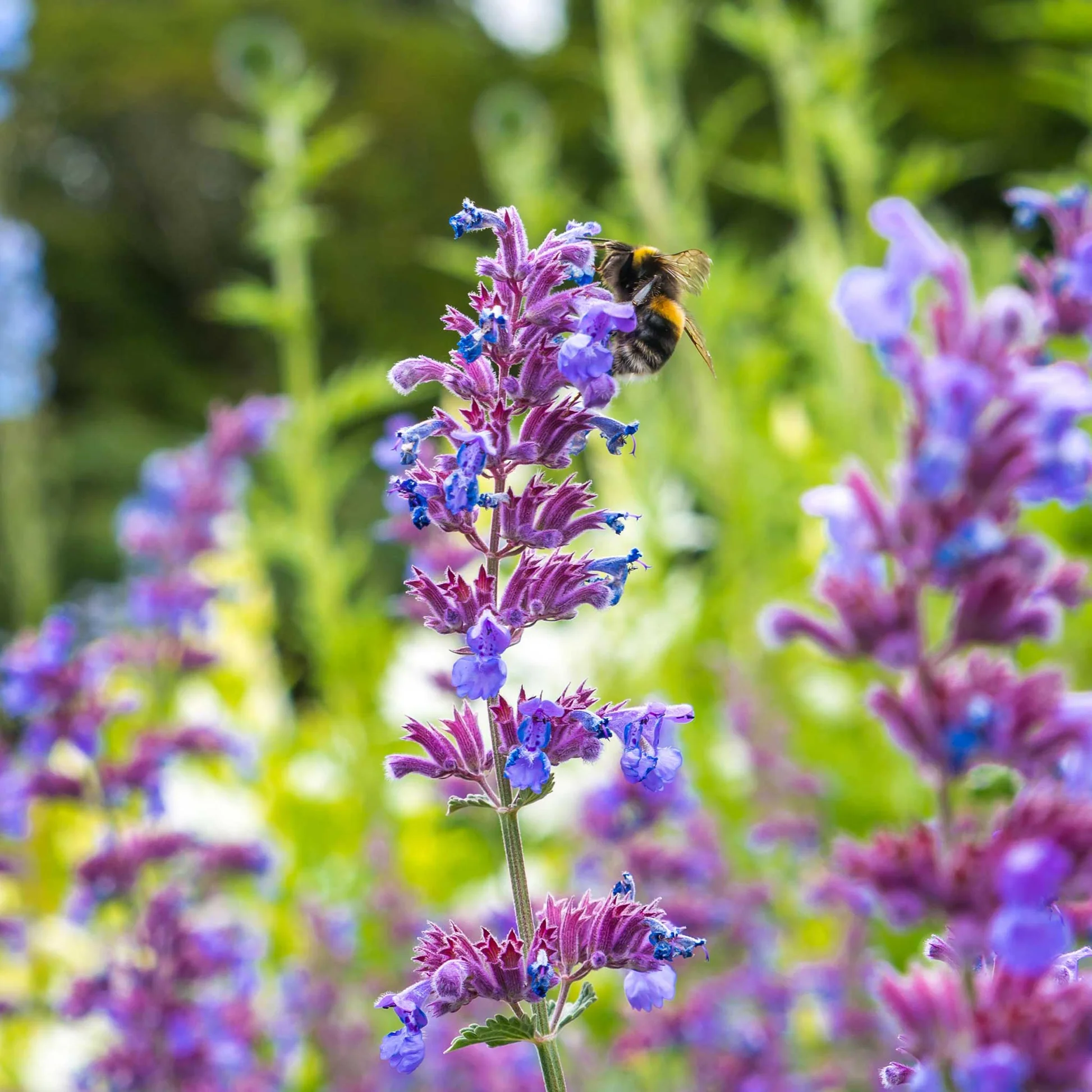 Catmint Seeds – Fragrant, Pet-Friendly, and Deer-Resistant Beauty! 🌿💜