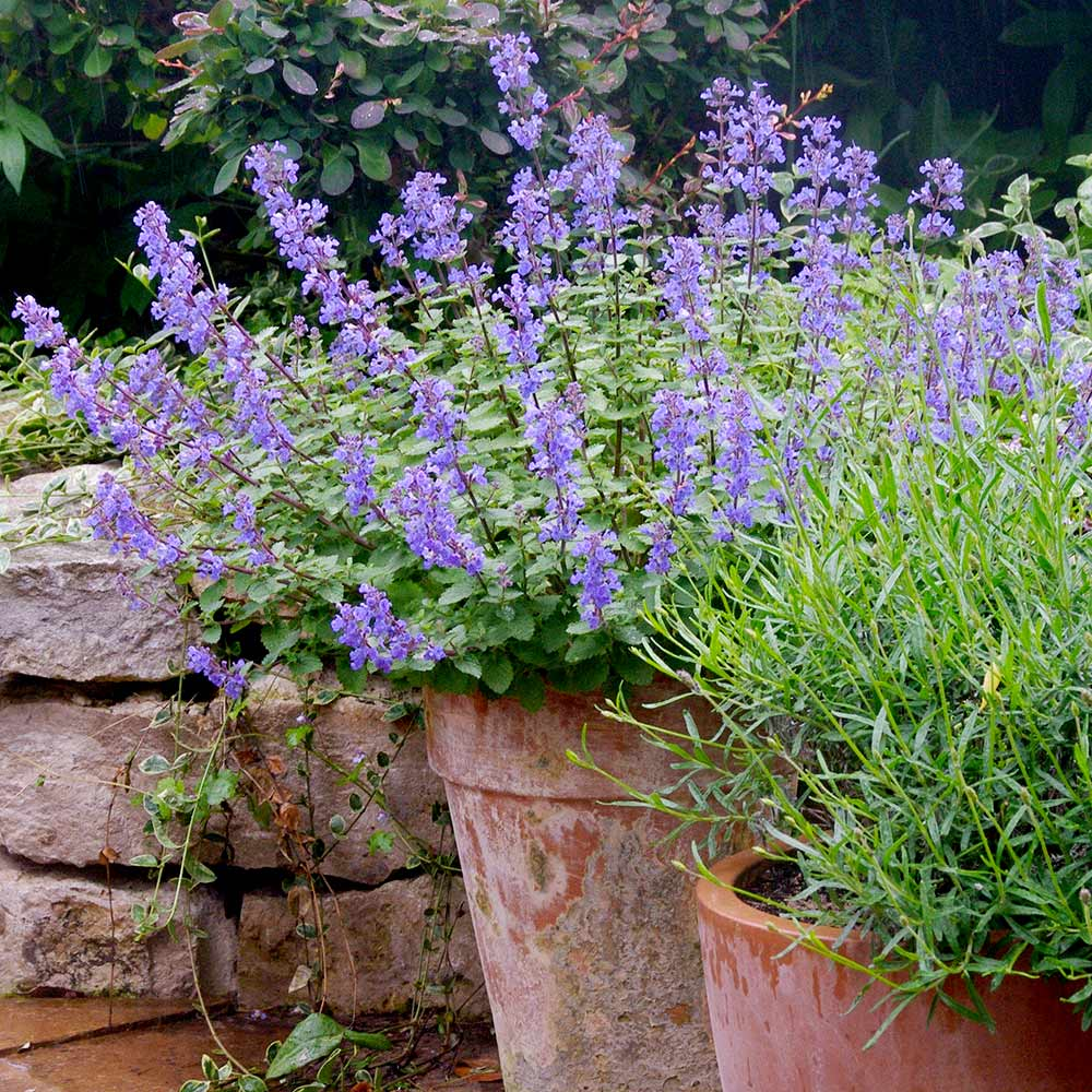 Catmint Seeds – Fragrant, Pet-Friendly, and Deer-Resistant Beauty! 🌿💜