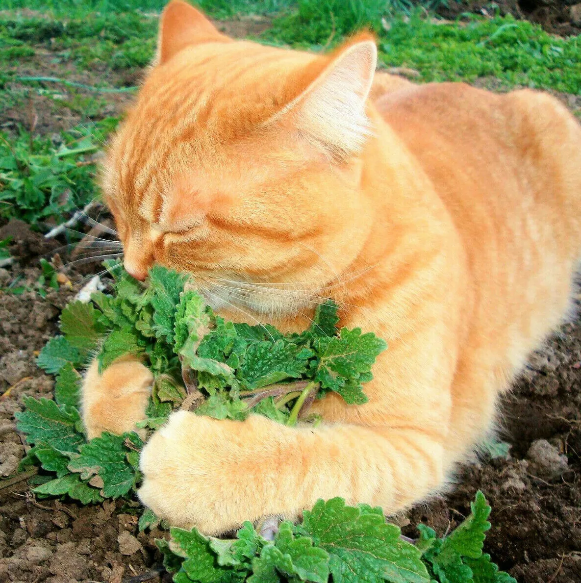 Catmint Seeds – Fragrant, Pet-Friendly, and Deer-Resistant Beauty! 🌿💜
