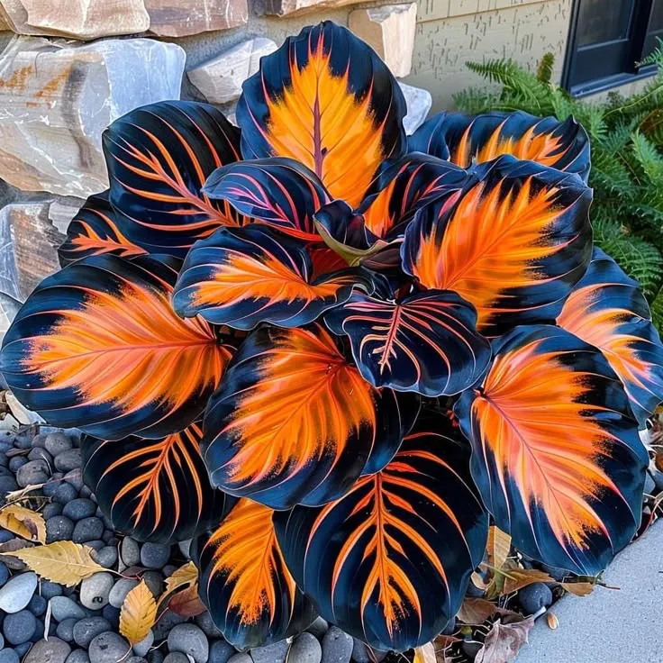 Rare Giant Tall Hosta Bulbs – Towering Elegance & Shade-Tolerant Beauty