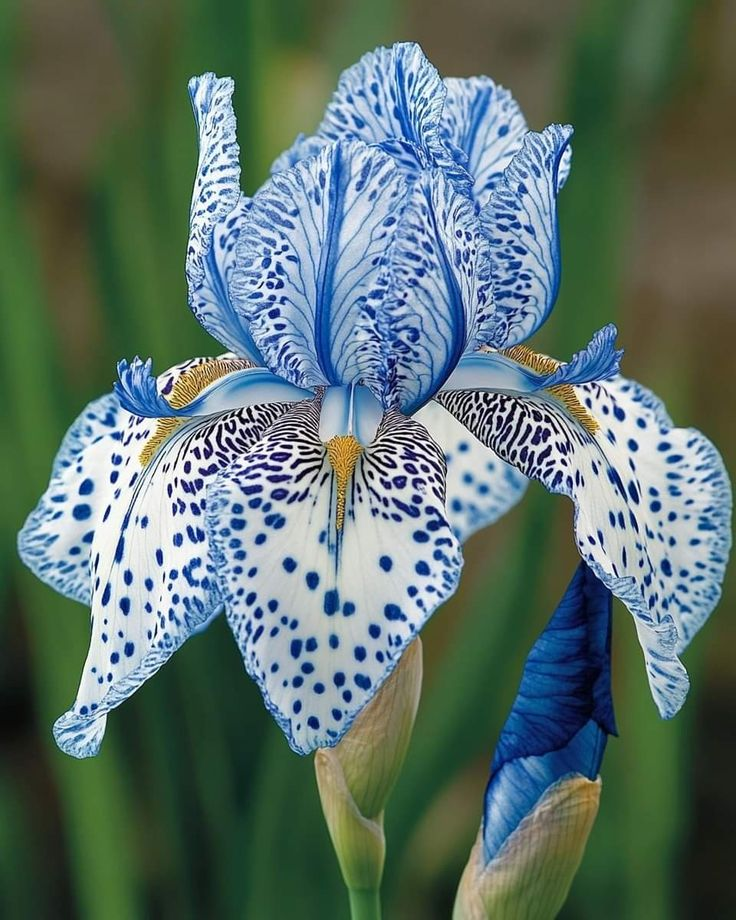Light Blue Polka Dot Iris Bulbs