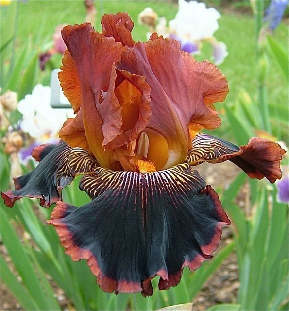 Red Rosebena Iris Bulbs