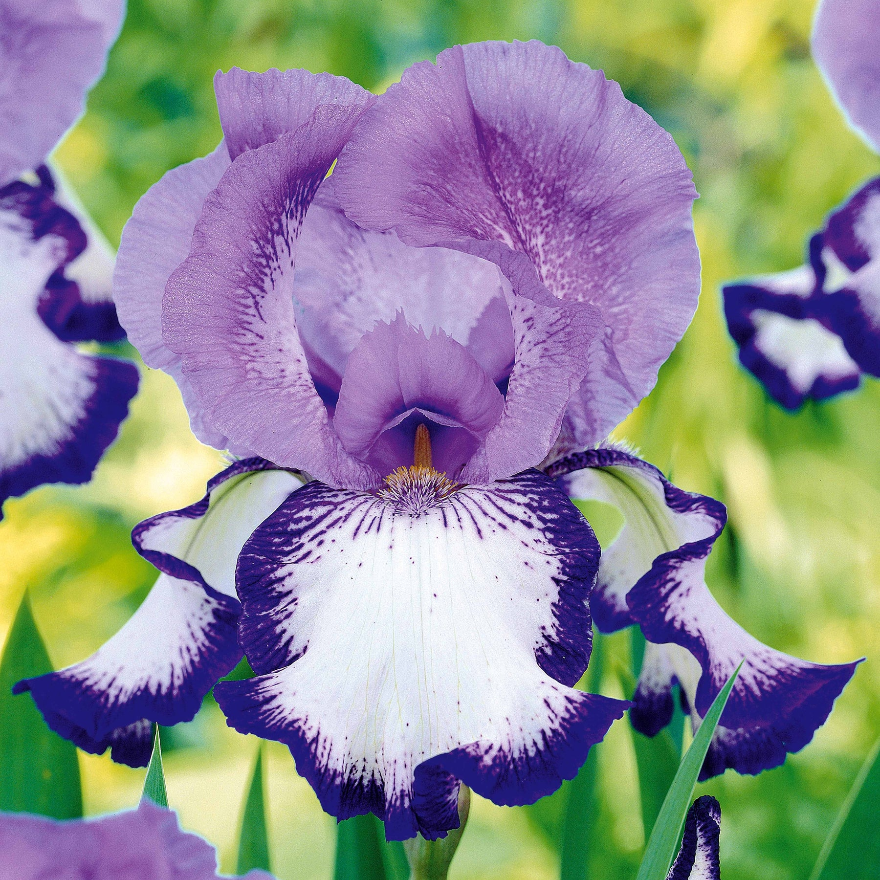 Delicate Purple Princess Iris Bulbs