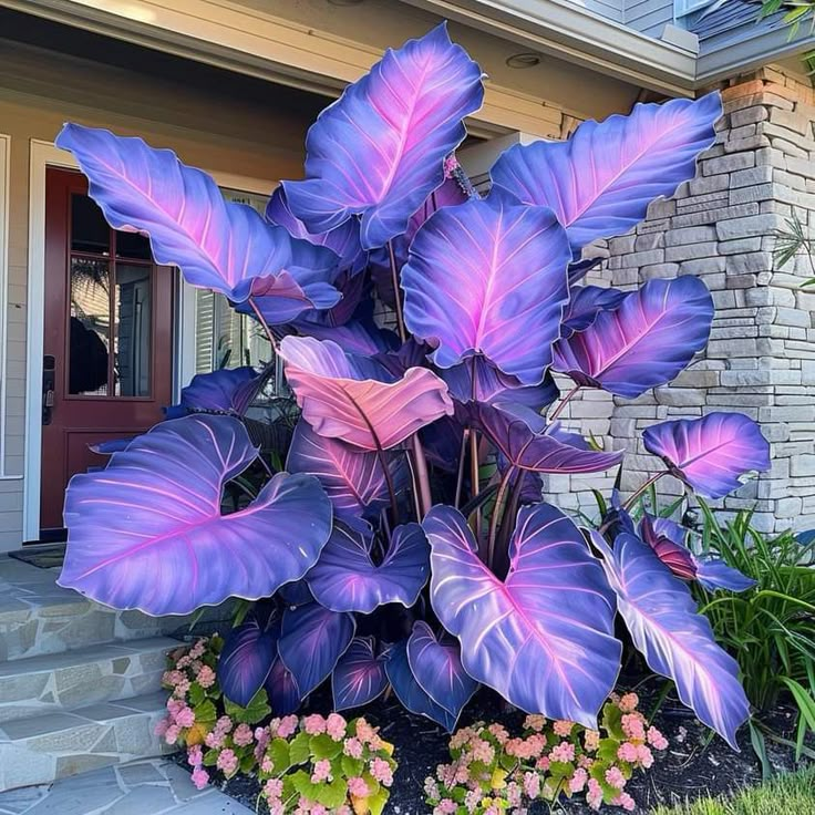 Rare Giant Multi-Color Caladium Bulbs