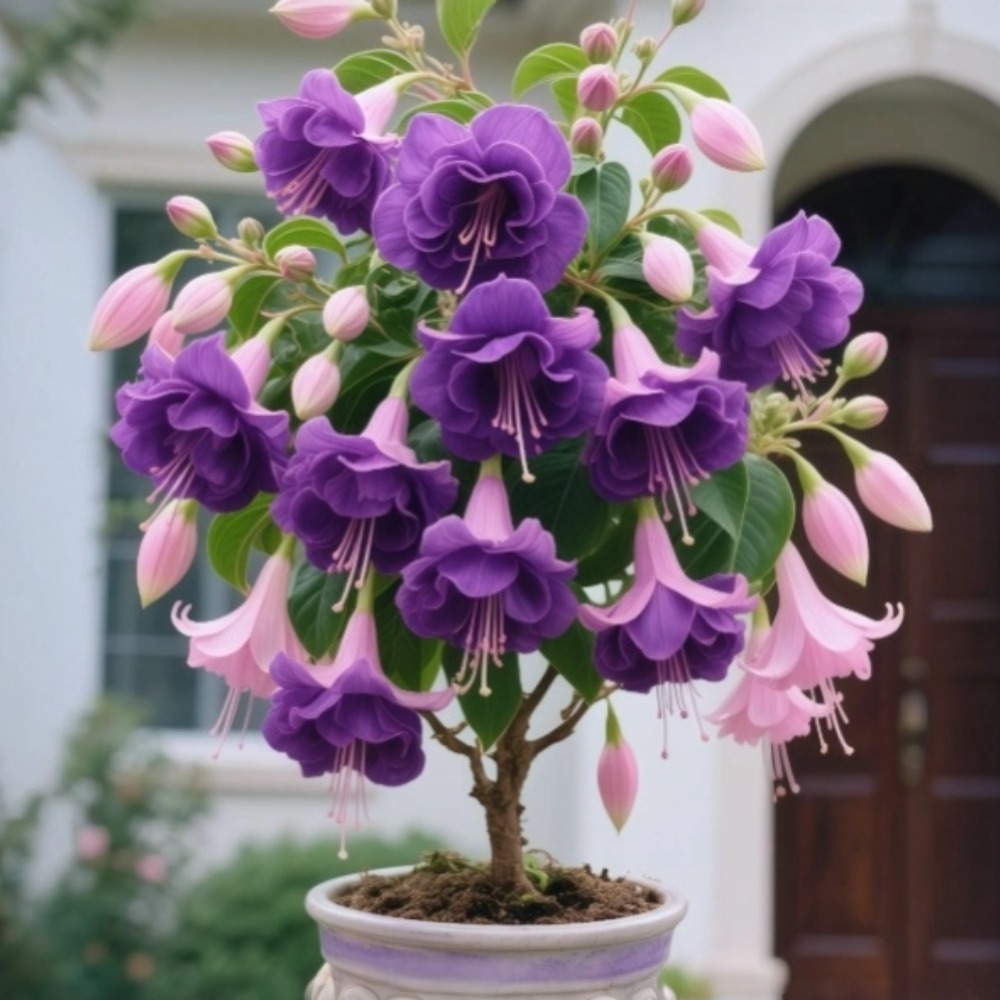 🌸 Rare Double Fuchsia Bulbs--Gorgeous Hanging Blooms | Long-Lasting Color 