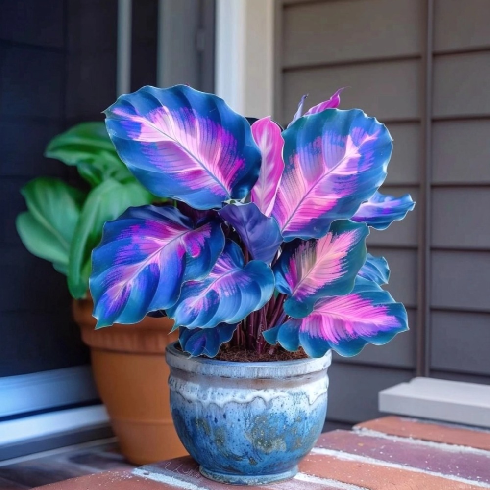 Premium Colorful Calathea Bulbs