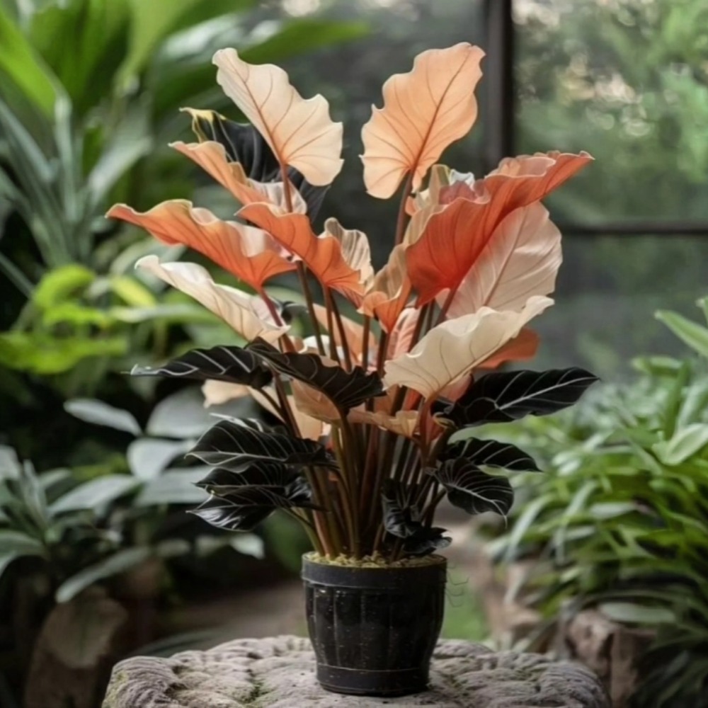 Lotus Root Pink Calathea Bulbs
