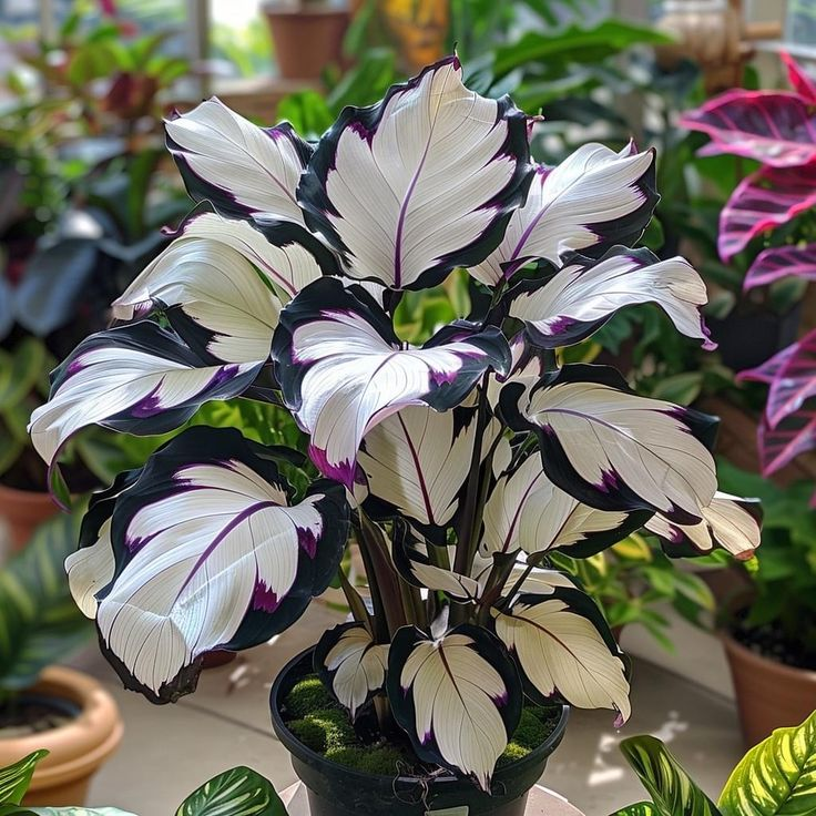 Premium Colorful Calathea Bulbs