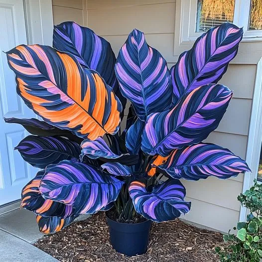 💎Blue Purple Agate Calathea Bulbs