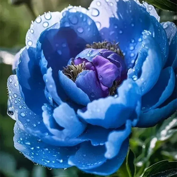 🌸 Premium Colorful Peony King Seeds – The Royal Jewel of the Garden! 🌸