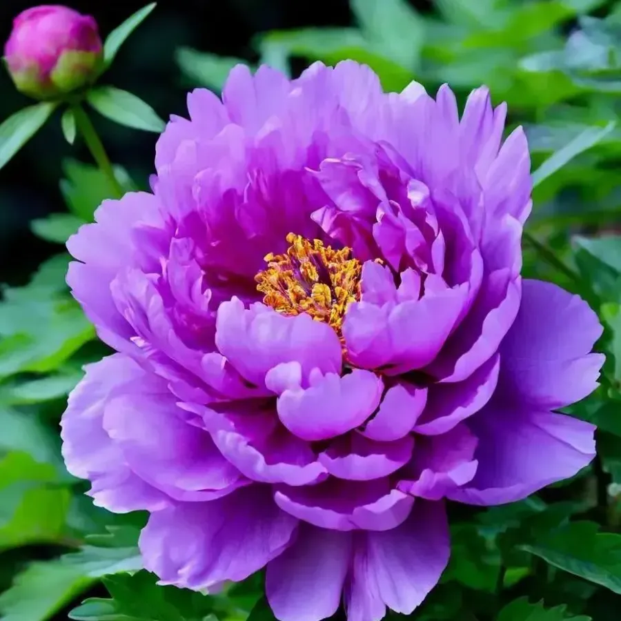 🌸 Premium Colorful Peony King Seeds – The Royal Jewel of the Garden! 🌸