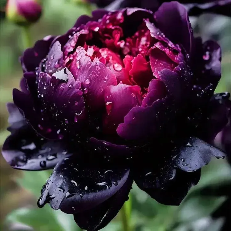 🌸 Premium Colorful Peony King Seeds – The Royal Jewel of the Garden! 🌸