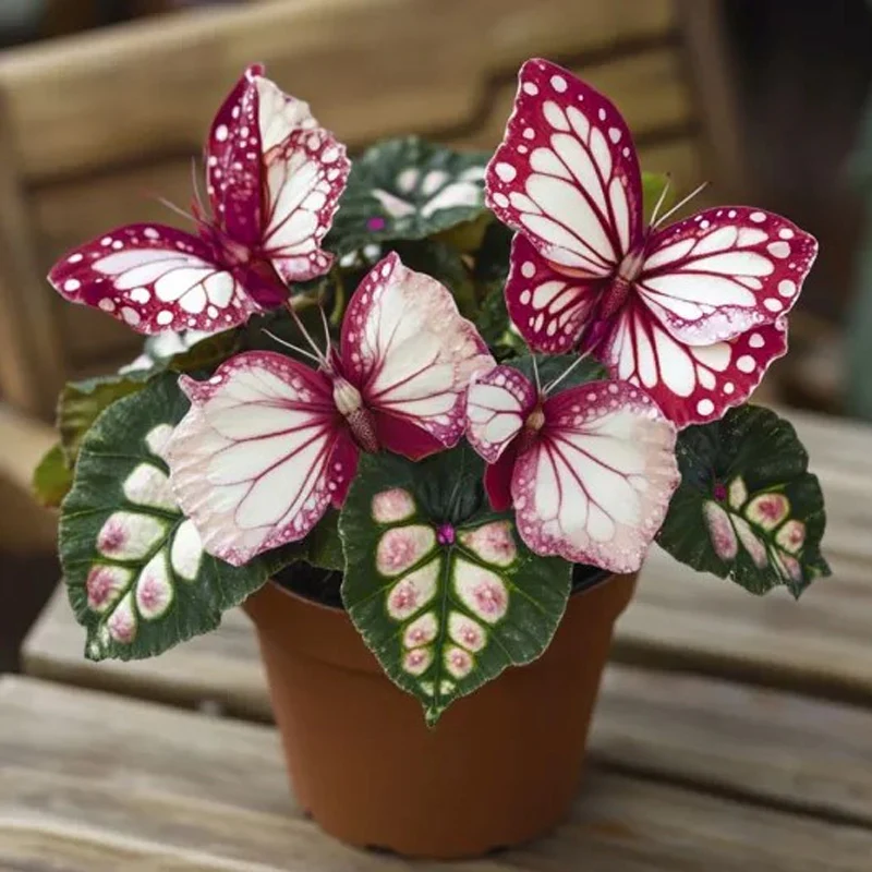 Purple Enchantress Moonlit Butterfly Begonia Seeds