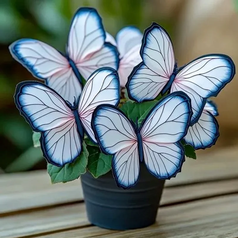 Purple Enchantress Moonlit Butterfly Begonia Seeds