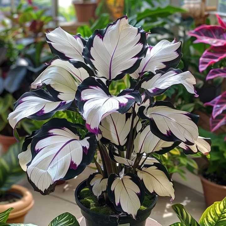 Rare Giant Tall Hosta Bulbs – Towering Elegance & Shade-Tolerant Beauty