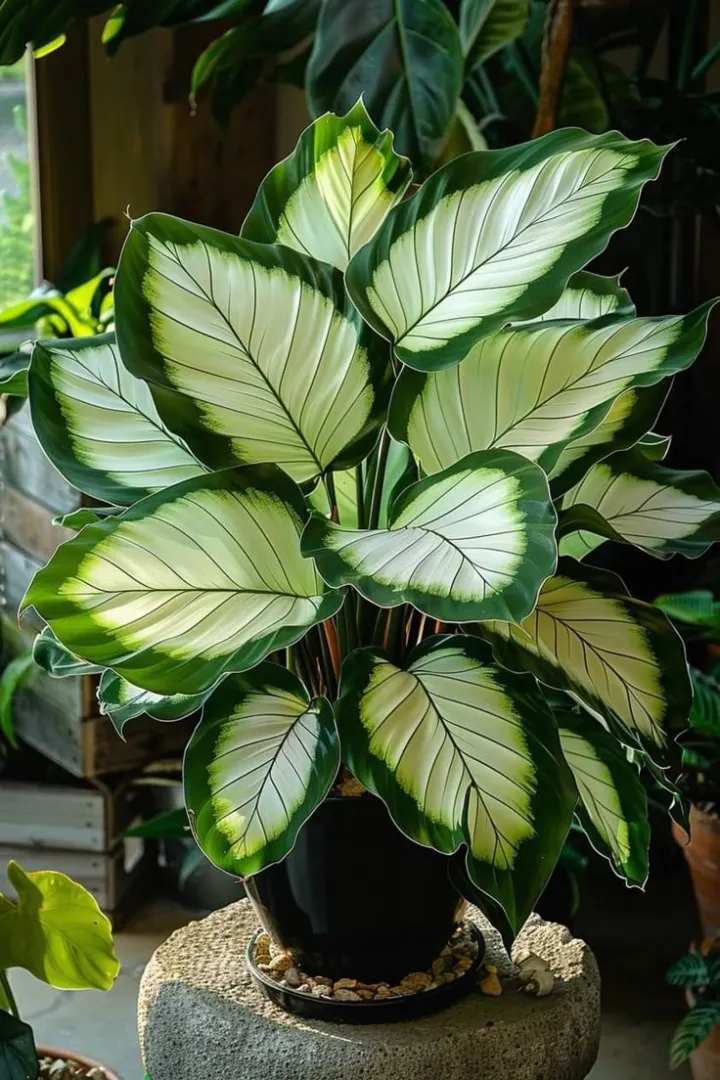 Rare Giant Tall Hosta Bulbs – Towering Elegance & Shade-Tolerant Beauty