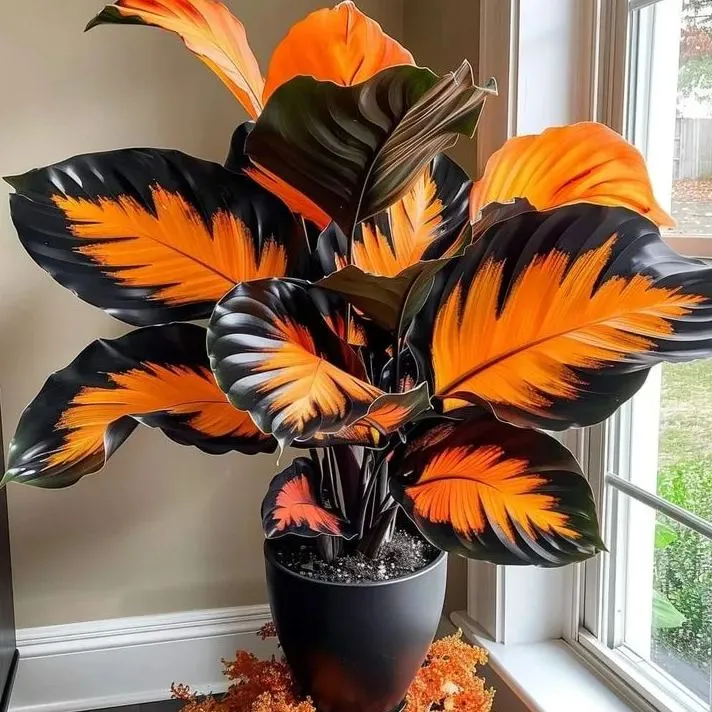 🌿 Colorful Hosta Seeds – The King of Shade in the Garden! 🌿