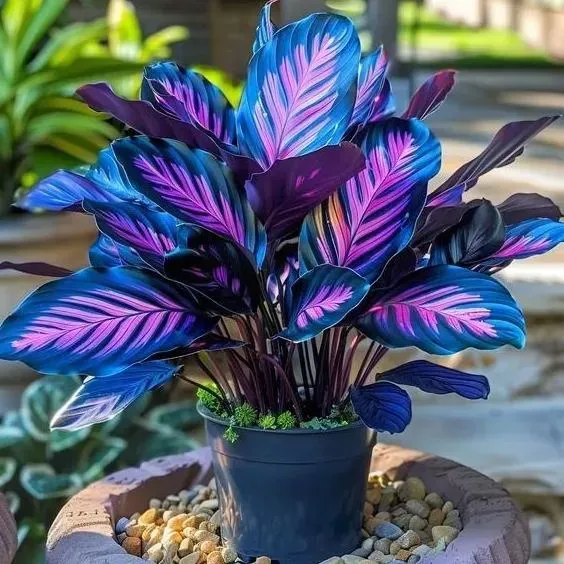 🌿 Colorful Hosta Seeds – The King of Shade in the Garden! 🌿