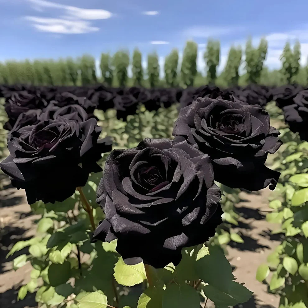 ✨Erdor Black Rose Seeds🖤