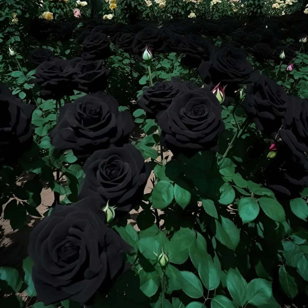 ✨Erdor Black Rose Seeds🖤