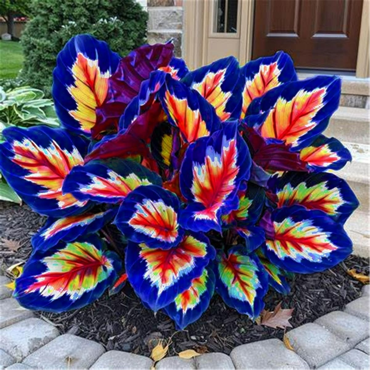 🔥🌌 Glow-in-the-Dark Garden Magic: Rare Blue Flame Hostas