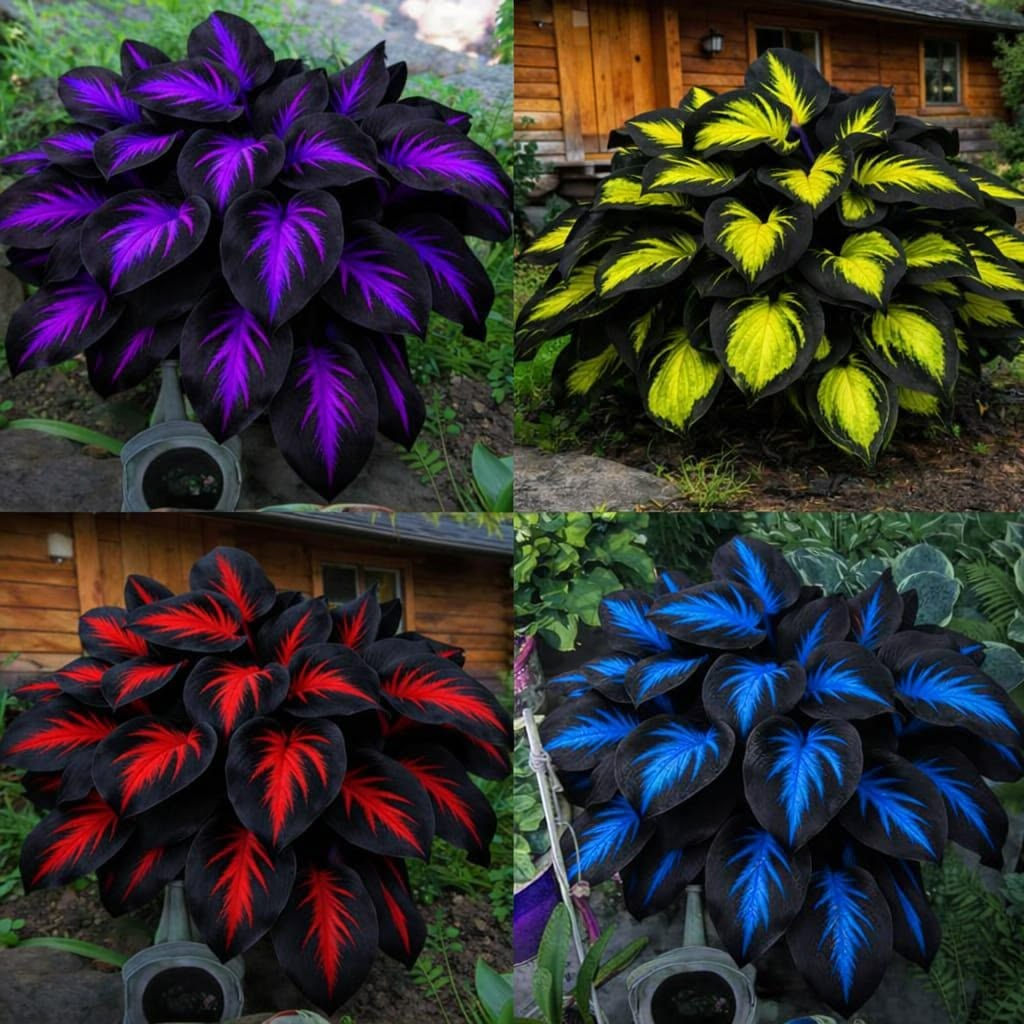 🔥🌌 Glow-in-the-Dark Garden Magic: Rare Blue Flame Hostas
