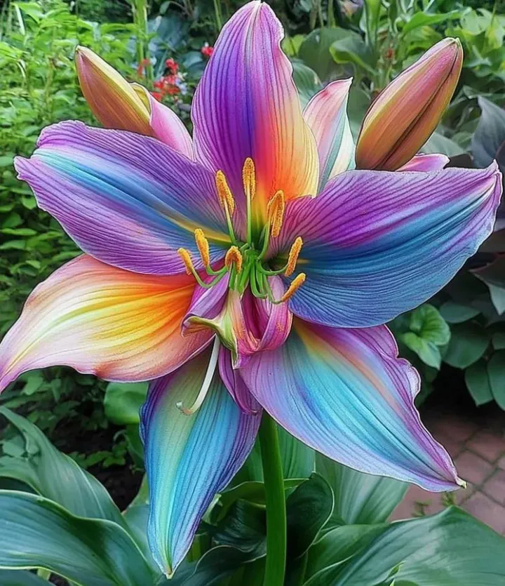 🪶Rare Feather-Edged Lily Bulbs – Stunning Pink & White Blooms, Easy to Grow