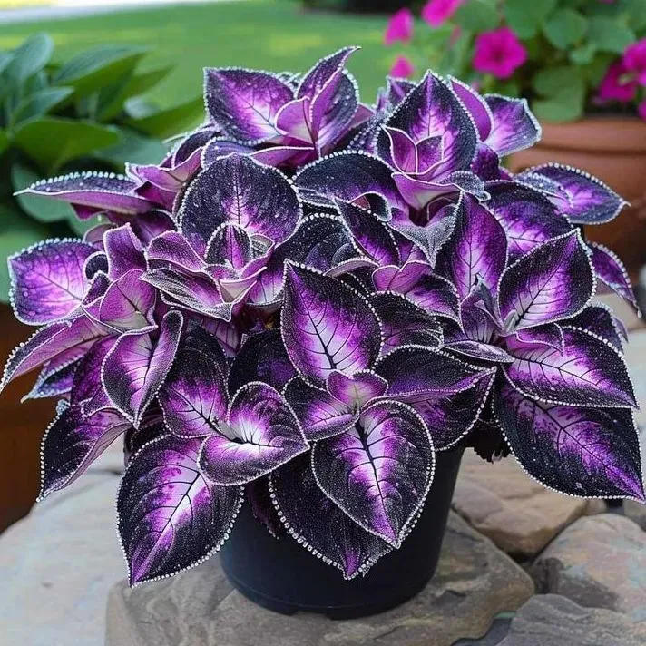 🌿 Rare Coleus Seeds – Add Unique Charm to Your Garden! 🌿