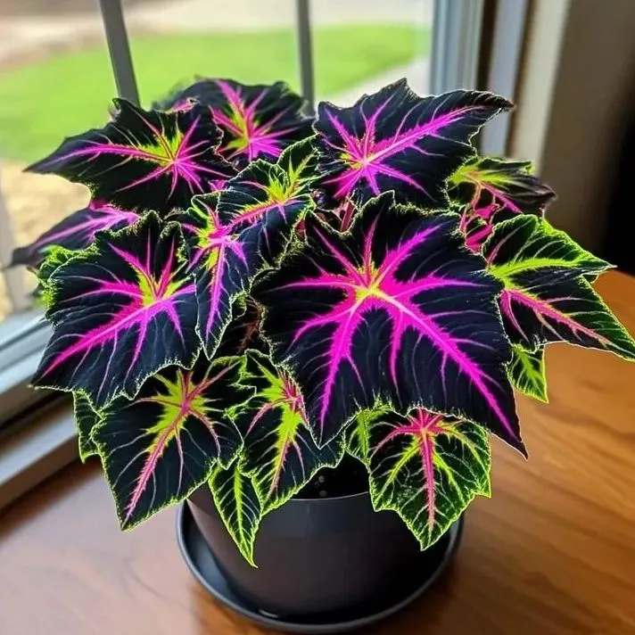🌿 Rare Coleus Seeds – Add Unique Charm to Your Garden! 🌿