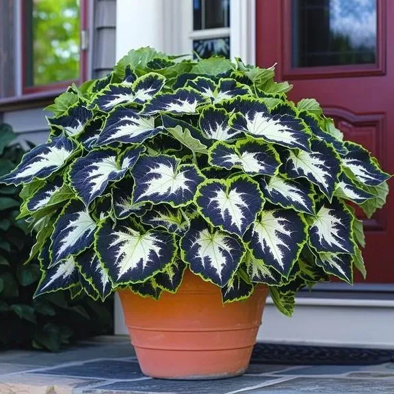 🌿 Rare Coleus Seeds – Add Unique Charm to Your Garden! 🌿