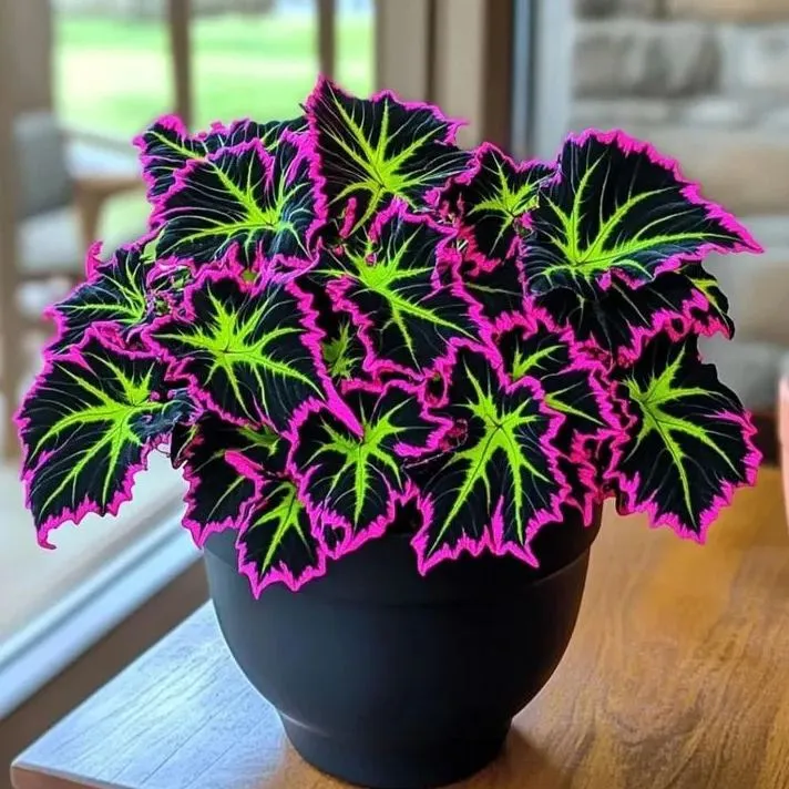 🌿 Rare Coleus Seeds – Add Unique Charm to Your Garden! 🌿