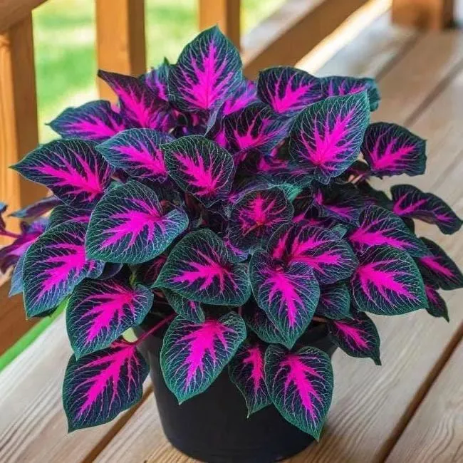 🌿 Rare Coleus Seeds – Add Unique Charm to Your Garden! 🌿